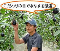 こだわりの目で水なすを厳選